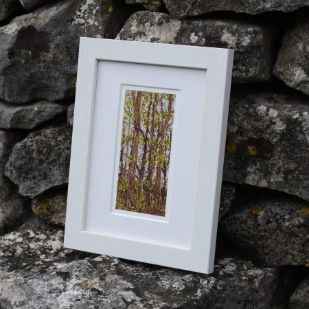 Minninglow Beeches, Spring - ACEO print
